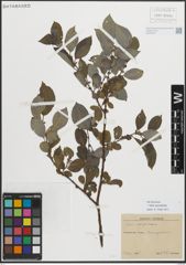 Foto von Salix myrsinifolia Salisb.